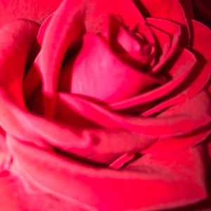 Meet your Posher, Lana